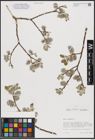 Foto von Salix caprea L.